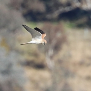 Falco cenchroides at Environa, NSW - 12 Jun 2022