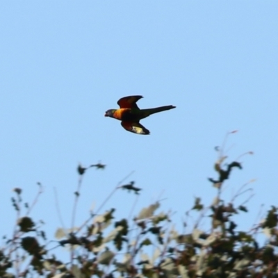 Trichoglossus moluccanus (Rainbow Lorikeet) at Environa, NSW - 12 Jun 2022 by RodDeb