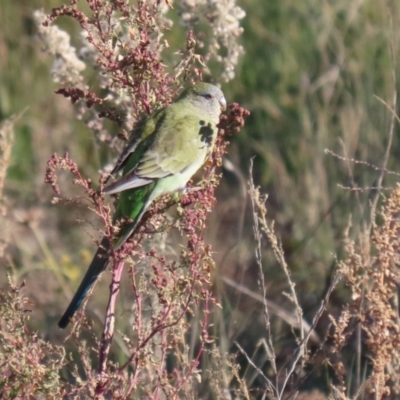 Psephotus haematonotus (Red-rumped Parrot) at Tralee, NSW - 12 Jun 2022 by RodDeb