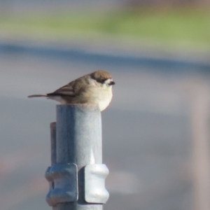 Aphelocephala leucopsis at Tralee, NSW - 12 Jun 2022