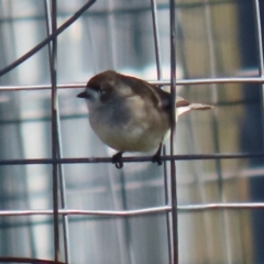 Aphelocephala leucopsis at Tralee, NSW - 12 Jun 2022