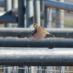 Aphelocephala leucopsis at Tralee, NSW - 12 Jun 2022