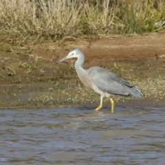 Egretta novaehollandiae (White-faced Heron) at Tralee, NSW - 12 Jun 2022 by RodDeb