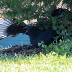 Corcorax melanorhamphos (White-winged Chough) at Tralee, NSW - 12 Jun 2022 by RodDeb