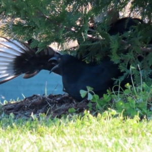 Corcorax melanorhamphos at Tralee, NSW - 12 Jun 2022