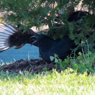 Corcorax melanorhamphos (White-winged Chough) at Tralee, NSW - 12 Jun 2022 by RodDeb