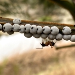 Cryptes baccatus (Wattle Tick Scale) at QPRC LGA - 12 Jun 2022 by Wandiyali