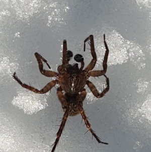 Australomimetus sp. (genus) at Cotter River, ACT - 13 Jun 2022 08:39 AM