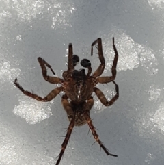 Unidentified Other hunting spider (TBC) at Cotter River, ACT - 12 Jun 2022 by gregbaines