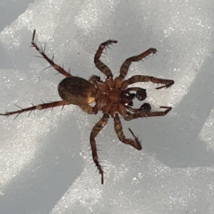 Australomimetus sp. (genus) at Cotter River, ACT - 13 Jun 2022