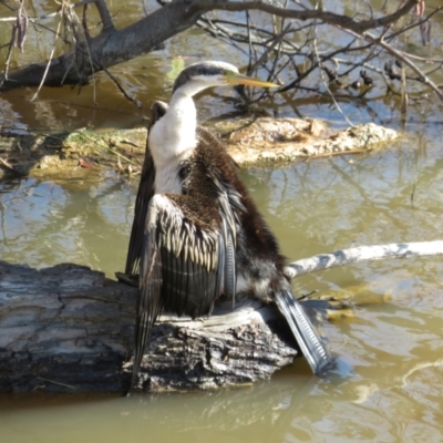 Anhinga novaehollandiae (Australasian Darter) at Fyshwick, ACT - 12 Jun 2022 by Christine