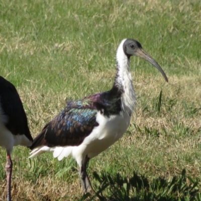 Threskiornis spinicollis (Straw-necked Ibis) at Campbell, ACT - 12 Jun 2022 by Christine