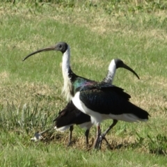 Threskiornis spinicollis at Campbell, ACT - 12 Jun 2022