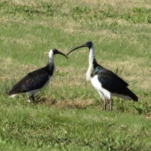 Threskiornis spinicollis at Campbell, ACT - 12 Jun 2022