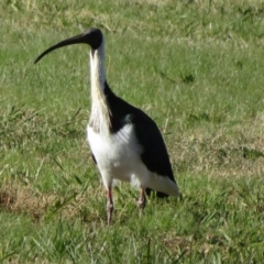 Threskiornis spinicollis at Campbell, ACT - 12 Jun 2022