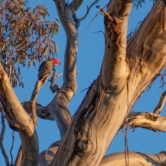 Callocephalon fimbriatum (Gang-gang Cockatoo) at Chapman, ACT - 13 Jun 2022 by ChrisAppleton