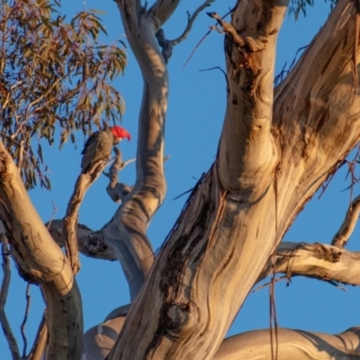 Callocephalon fimbriatum (Gang-gang Cockatoo) at Cooleman Ridge - 13 Jun 2022 by Chris Appleton