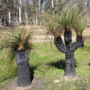 Xanthorrhoea preissii at Gorrie, WA - 12 Sep 2019