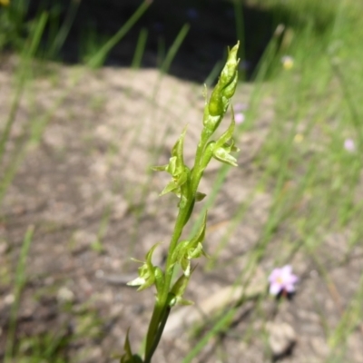 Prasophyllum gracile (Little Laughing Leek Orchid) at Gorrie, WA - 12 Sep 2019 by Christine