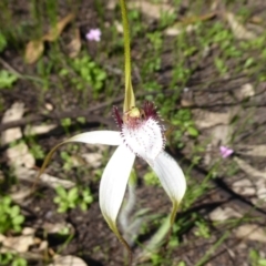 Caladenia longicauda (White Spider Orchid) at Gorrie, WA - 12 Sep 2019 by Christine