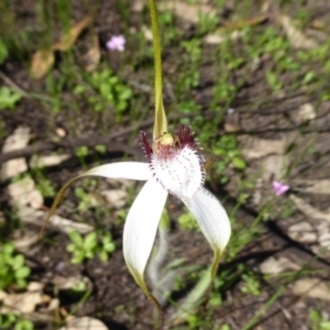 Caladenia longicauda at Gorrie, WA - suppressed