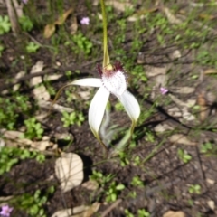 Caladenia longicauda at Gorrie, WA - 12 Sep 2019