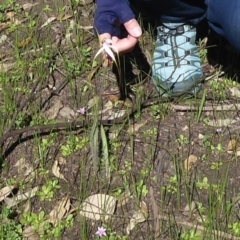 Caladenia longicauda at Gorrie, WA - 12 Sep 2019