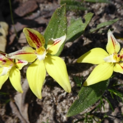 Caladenia flava (Cowslip Orchid) at Williams, WA - 13 Sep 2019 by Christine