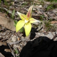 Caladenia flava at Williams, WA - 13 Sep 2019