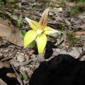 Caladenia flava at Williams, WA - suppressed