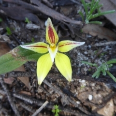 Caladenia flava at Williams, WA - suppressed