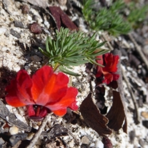 Lechenaultia formosa at Williams, WA - 13 Sep 2019