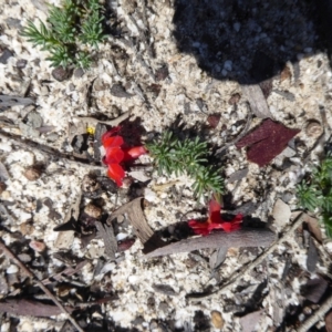 Lechenaultia formosa at Williams, WA - 13 Sep 2019