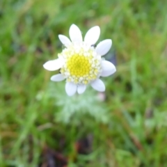 Cotula turbinata (Brassy Buttons, Ferny Cotula) at Woogenellup, WA - 14 Sep 2019 by Christine