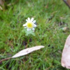 Cotula turbinata at Woogenellup, WA - 14 Sep 2019 11:35 AM