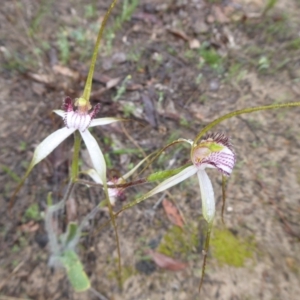 Caladenia longicauda at Takalarup, WA - 14 Sep 2019