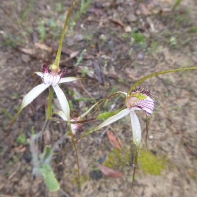 Caladenia longicauda (White Spider Orchid) at Stirling Range National Park - 14 Sep 2019 by Christine