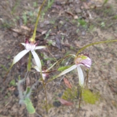 Caladenia longicauda (White Spider Orchid) at Stirling Range National Park - 14 Sep 2019 by Christine