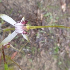 Caladenia longicauda at Takalarup, WA - 14 Sep 2019