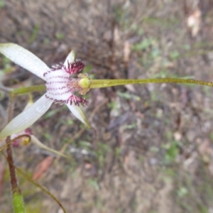 Caladenia longicauda at Takalarup, WA - 14 Sep 2019