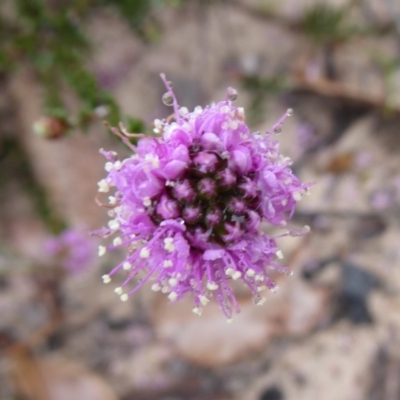 Kunzea recurva at Takalarup, WA - 14 Sep 2019 by Christine