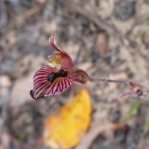 Caladenia cairnsiana at Takalarup, WA - 14 Sep 2019