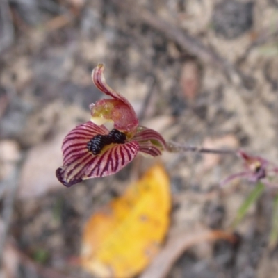 Caladenia cairnsiana (Zebra Orchid) at Stirling Range National Park - 14 Sep 2019 by Christine