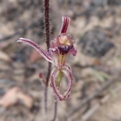 Caladenia cairnsiana at Takalarup, WA - 14 Sep 2019