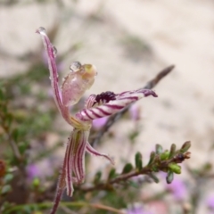 Caladenia cairnsiana at Takalarup, WA - 14 Sep 2019