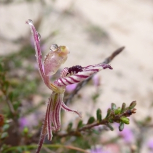 Caladenia cairnsiana at Takalarup, WA - 14 Sep 2019