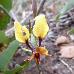 Diuris sp. (A Donkey Orchid) at Takalarup, WA - 14 Sep 2019 by Christine