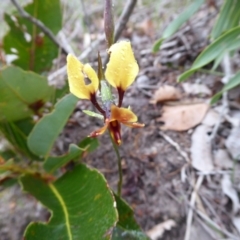 Diuris sp. at Takalarup, WA - suppressed