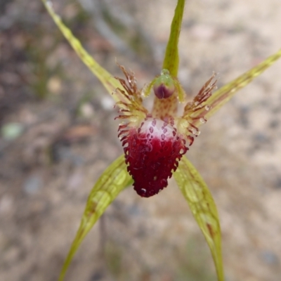 Caladenia pectinata (King Spider Orchid) at Stirling Range National Park - 14 Sep 2019 by Christine