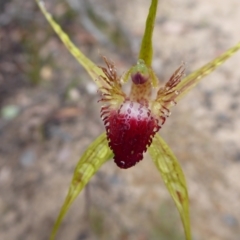 Unidentified Orchid at Takalarup, WA - 14 Sep 2019 by Christine